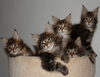 Five Kittens Image